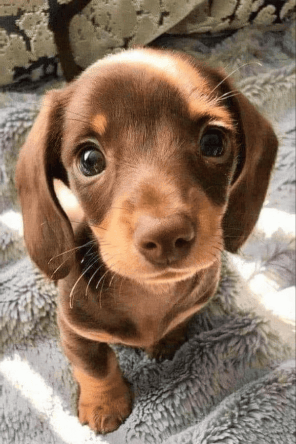 Calcetines Personalizados con Caras de Mascota